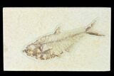 Fossil Fish (Diplomystus) - Green River Formation #150370-1